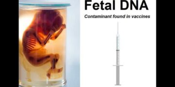 Babies are Delivered Alive and Their Beating Hearts Cut Out Without Anesthesia to Develop Vaccines   (VIDEO  12 min)